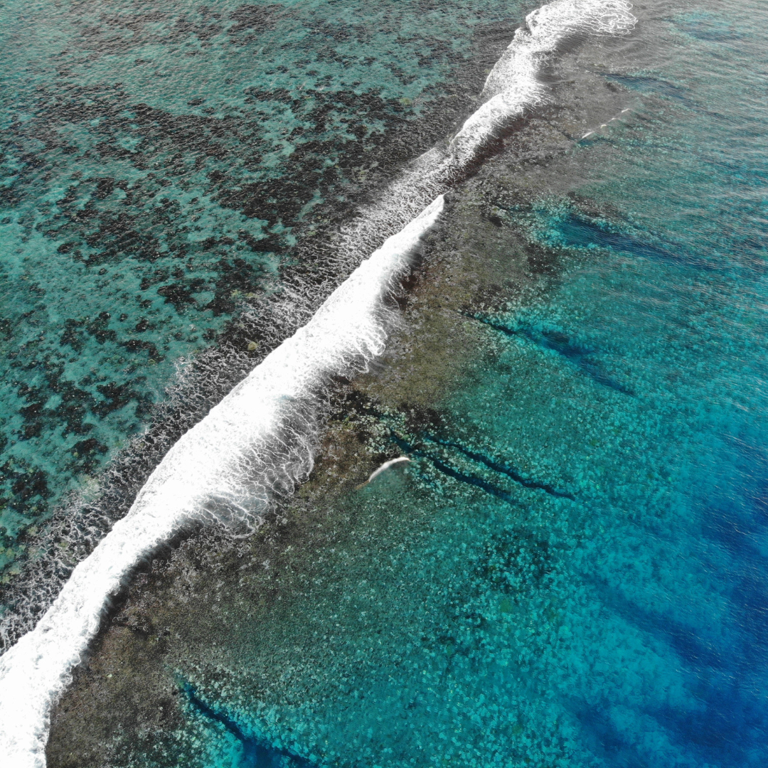 Jardins de corail à Moorea : snorkeling et vie marine du lagon