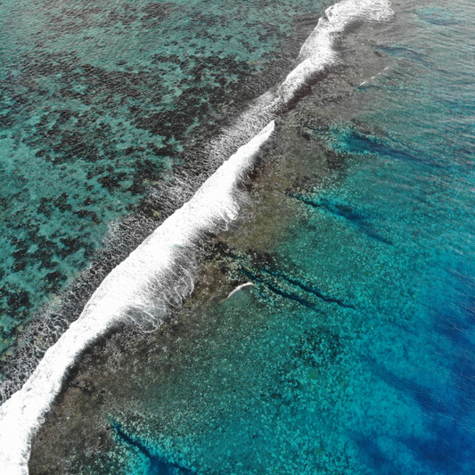 Jardins de corail à Moorea : snorkeling et vie marine du lagon