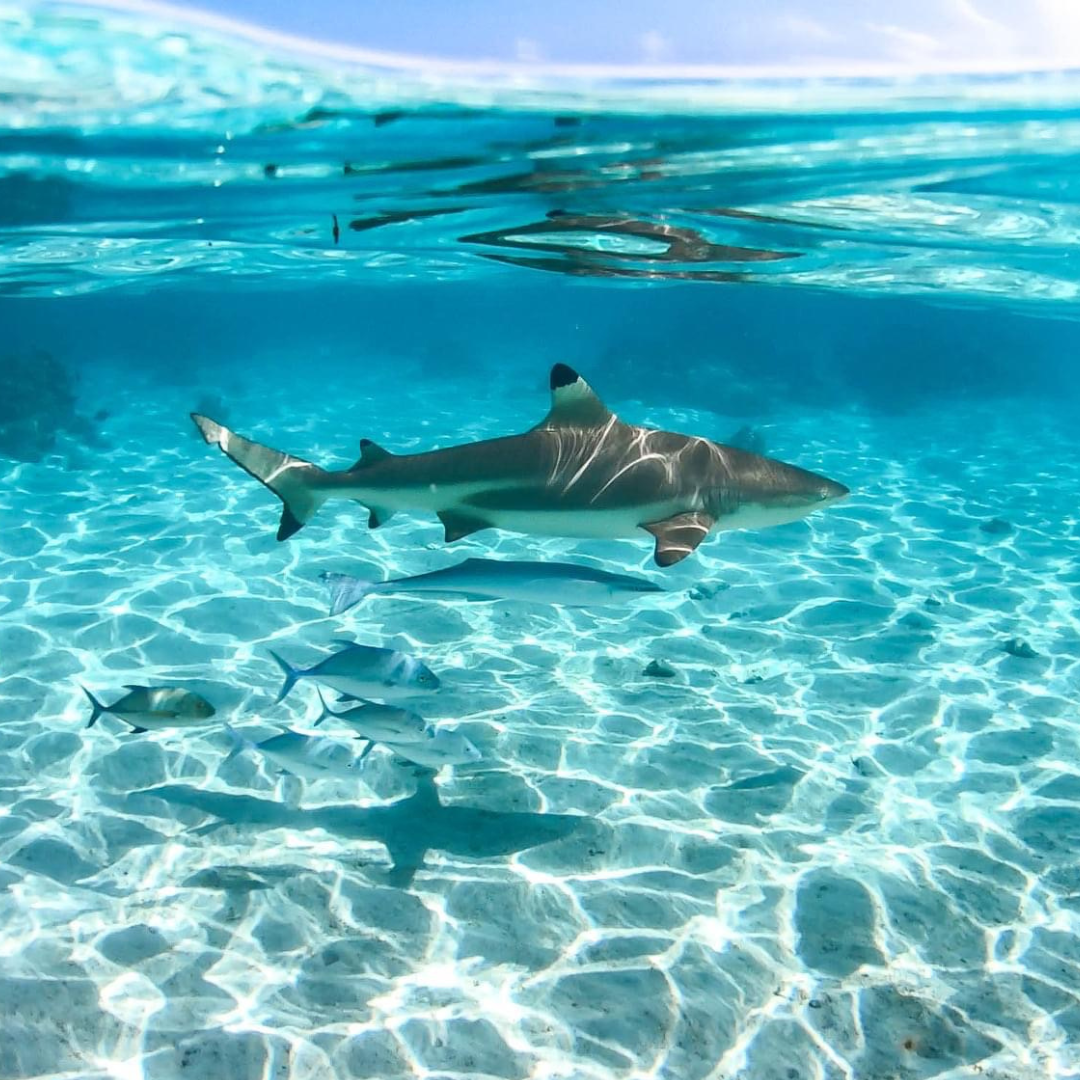 Les raies et requins du lagon