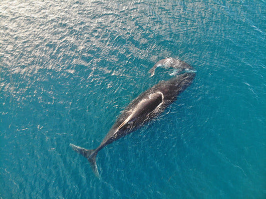 Les baleines à bosses de  Moorea