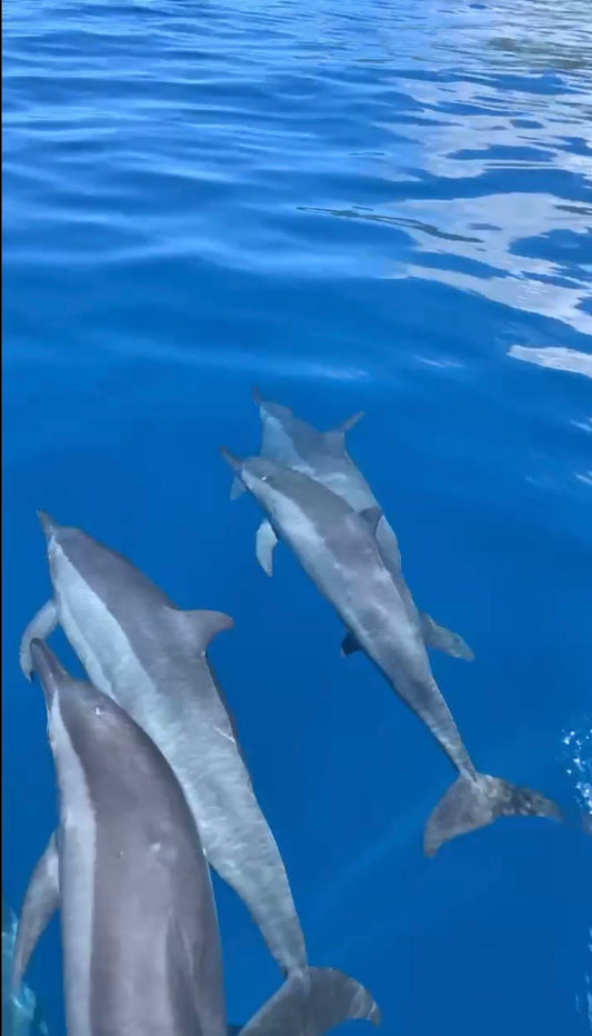Les dauphins de Moorea : où peut-on les observer ?