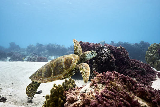 Les tortues marines de Moorea : où les observer ?