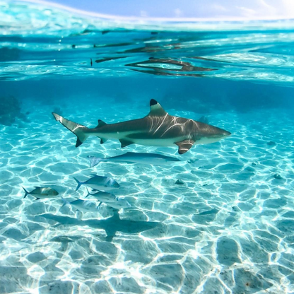 L'aventure Moorea